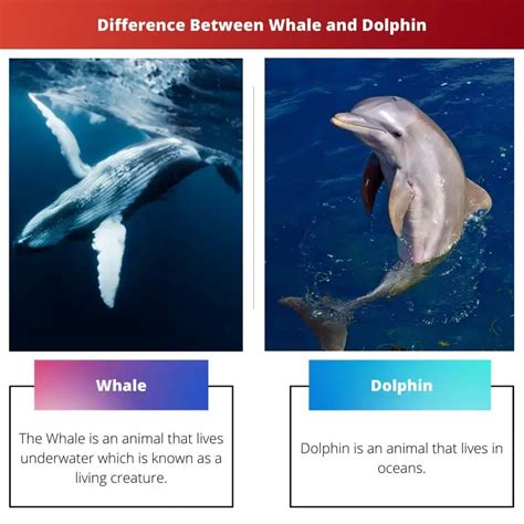 Is a dolphin a whale. Things To Know About Is a dolphin a whale. 